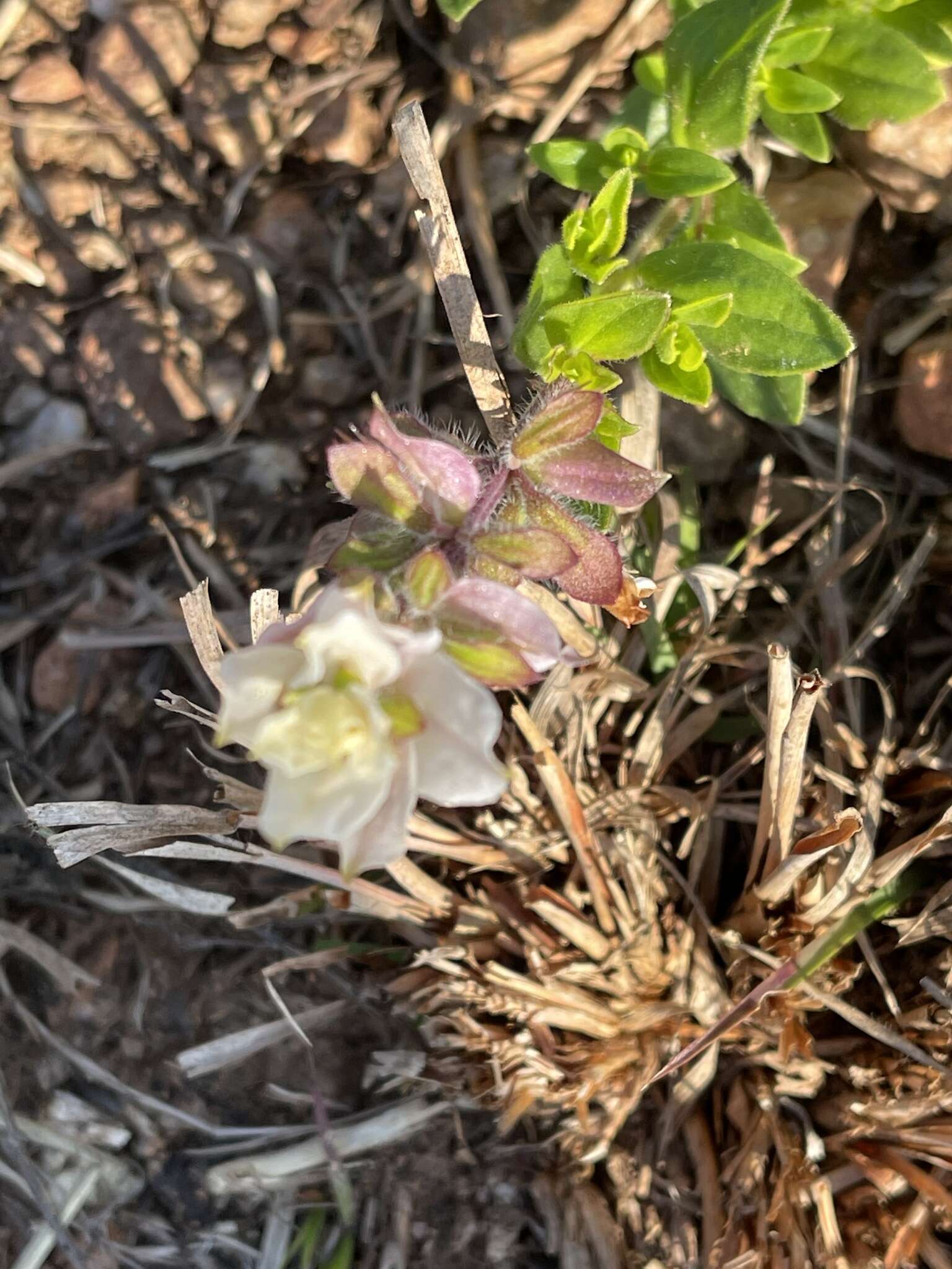 Image de Syncolostemon persimilis (N. E. Br.) D. F. Otieno