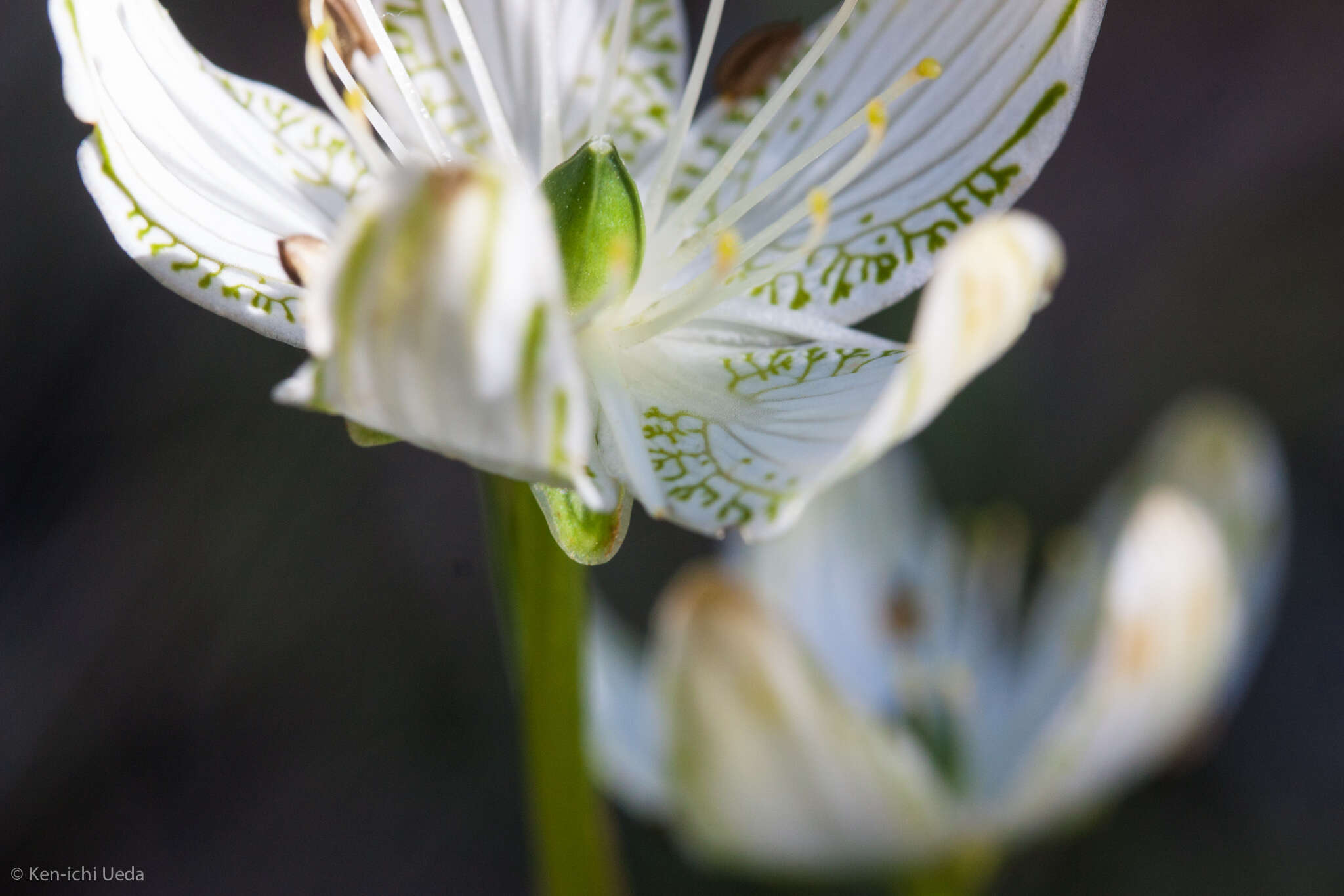 Image of largeleaf grass of Parnassus