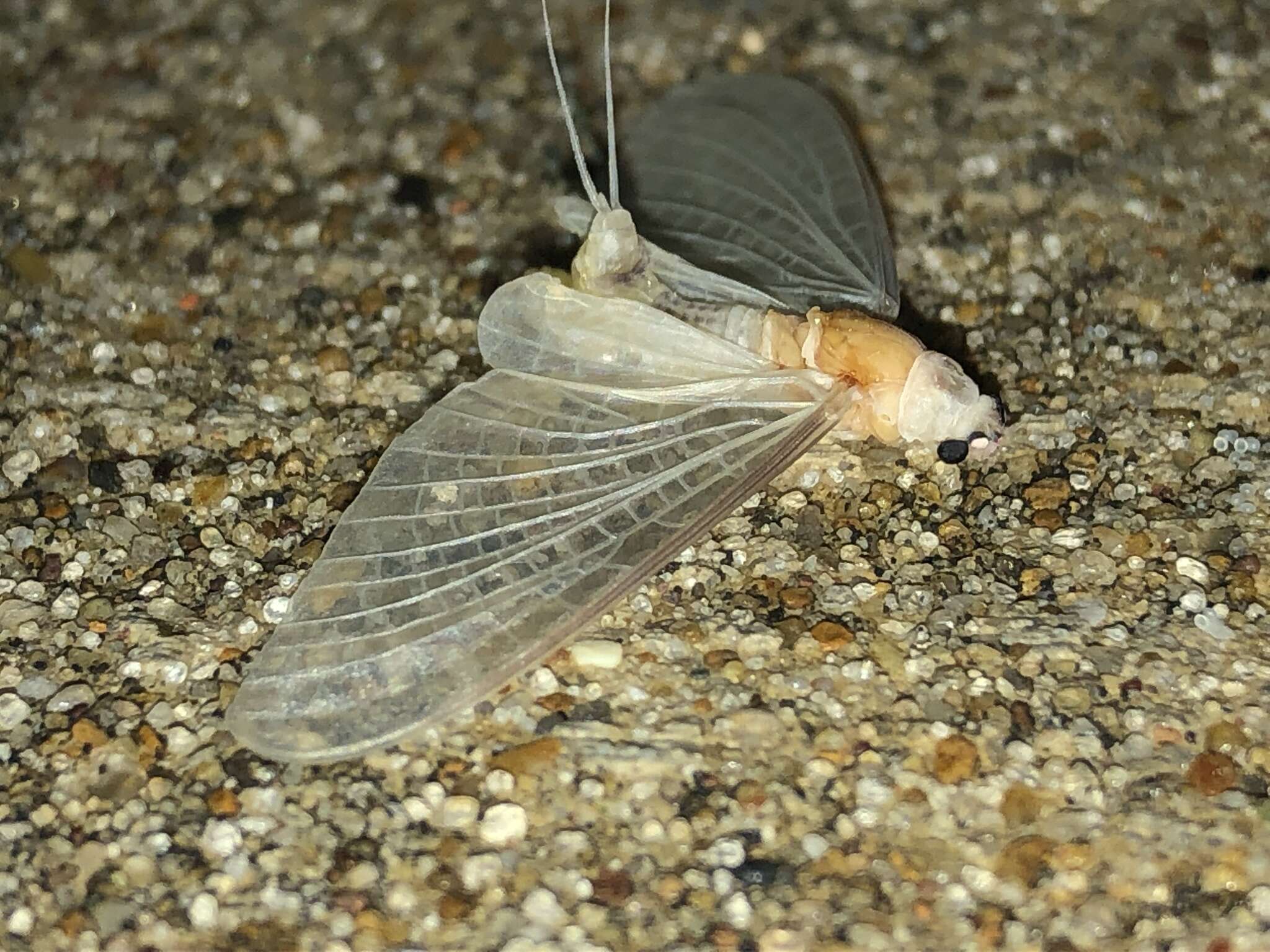 Image of pale burrower mayflies