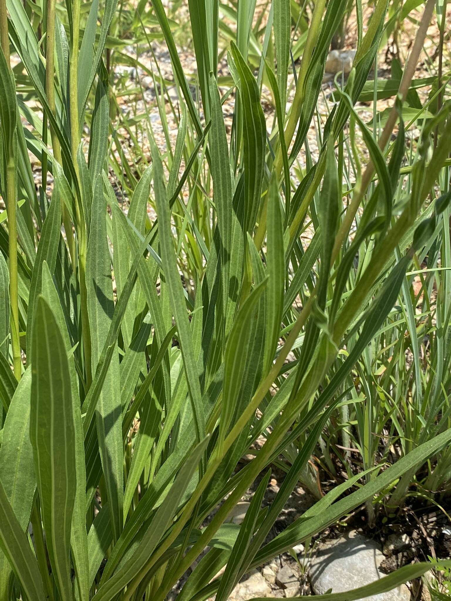 صورة <i>Echinacea <i>paradoxa</i></i> var. paradoxa