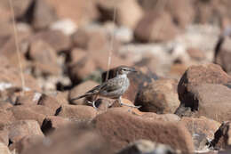 Image of Karoo Long-billed Lark