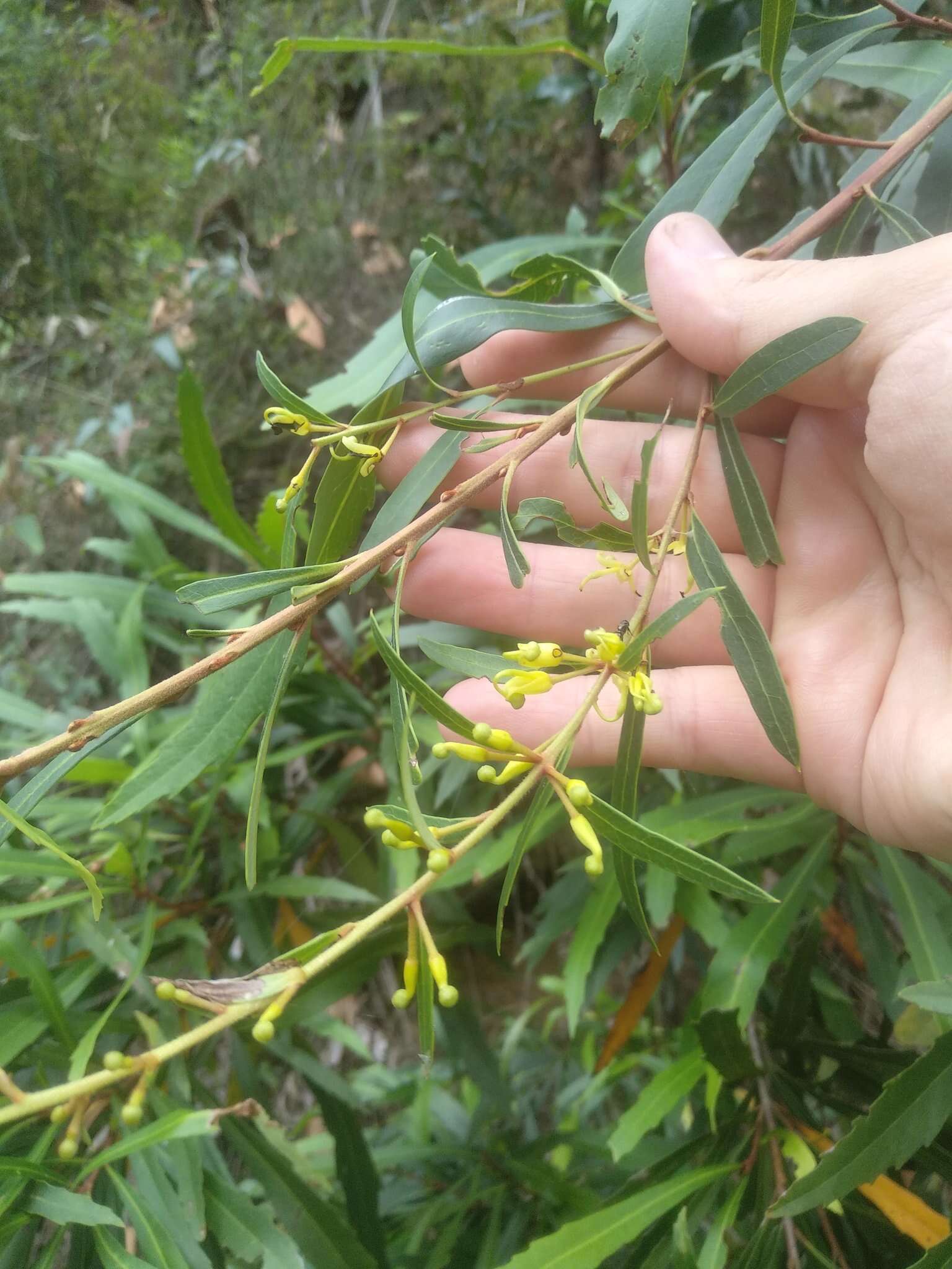 Lomatia myricoides (C. F. Gaertner) Domin的圖片