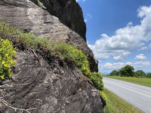 Image of Blueridge St. John's-Wort