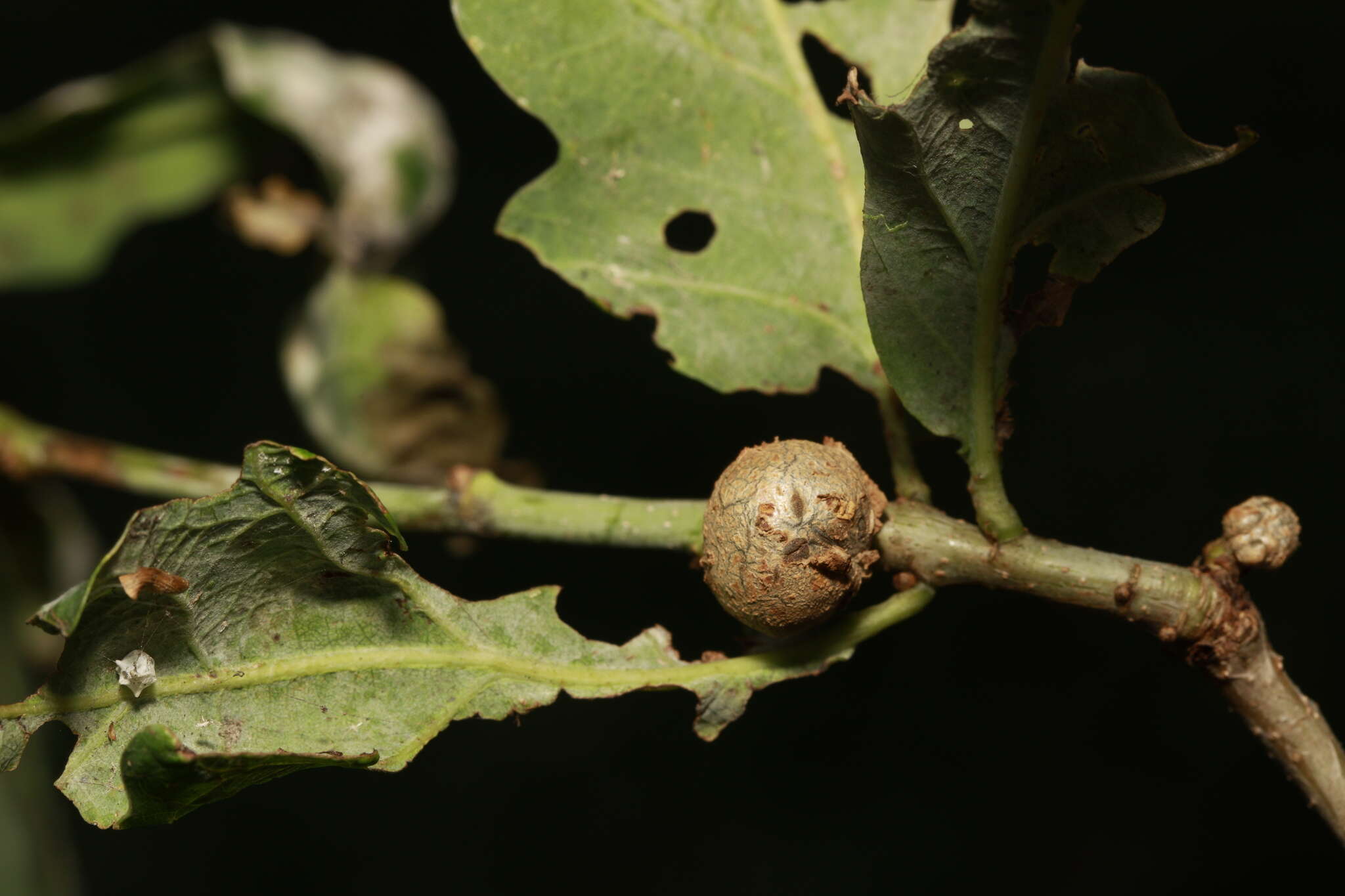 <i>Andricus lignicolus</i>的圖片