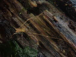 Image of Nomaua arborea Forster 1990