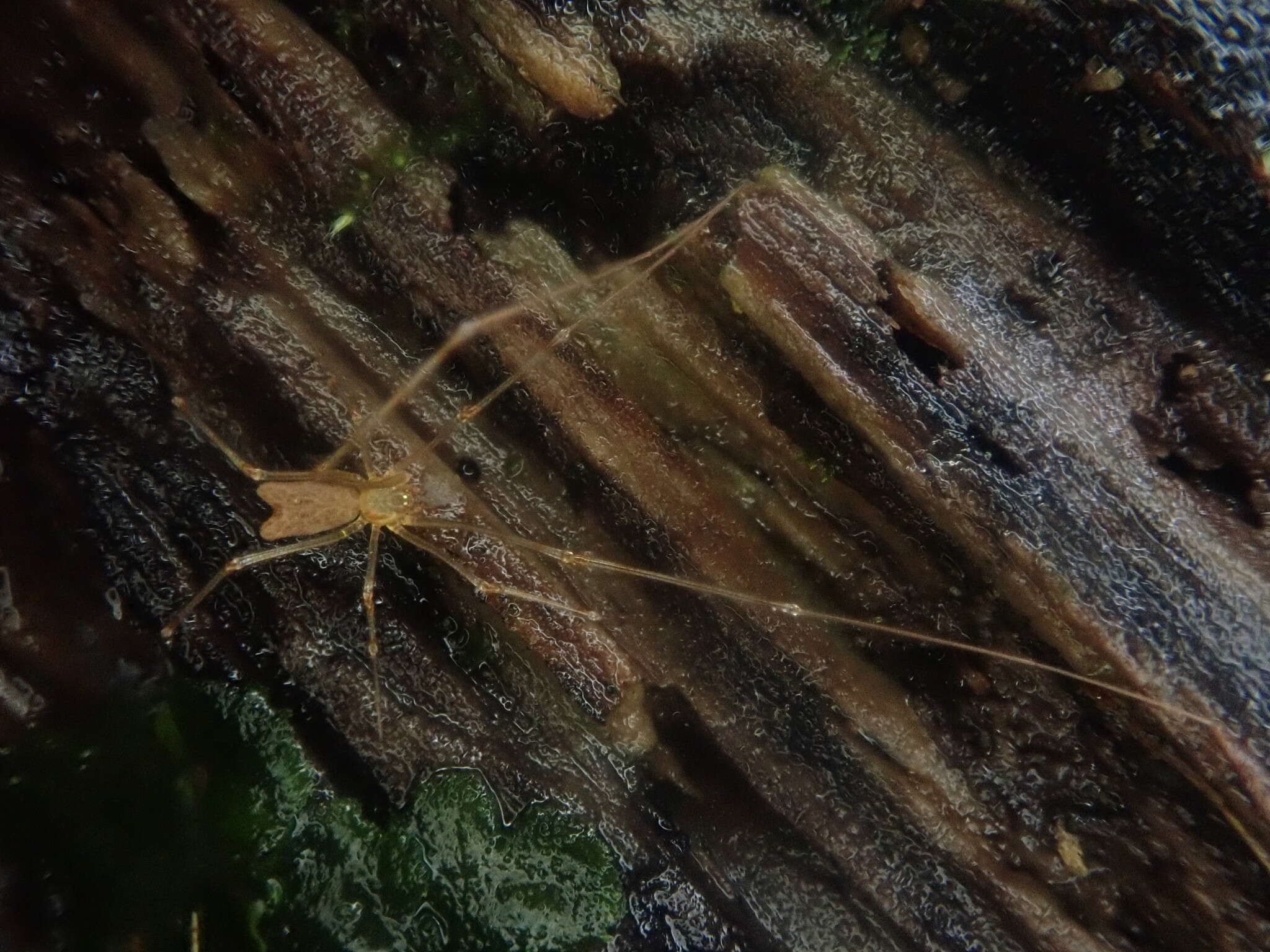 Image of Nomaua arborea Forster 1990