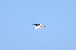 Image of Australasian Gannet