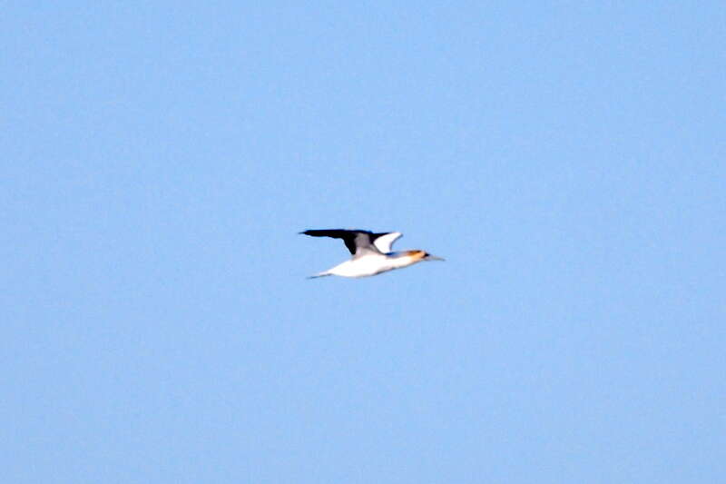 Image of Australasian Gannet