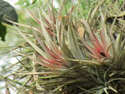 Imagem de Tillandsia kammii Rauh