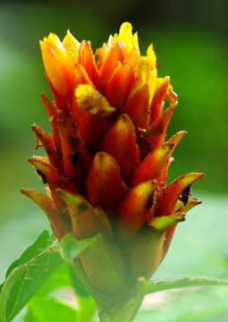 Image of Costus barbatus Suess.