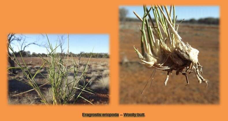 Image of Eragrostis eriopoda Benth.