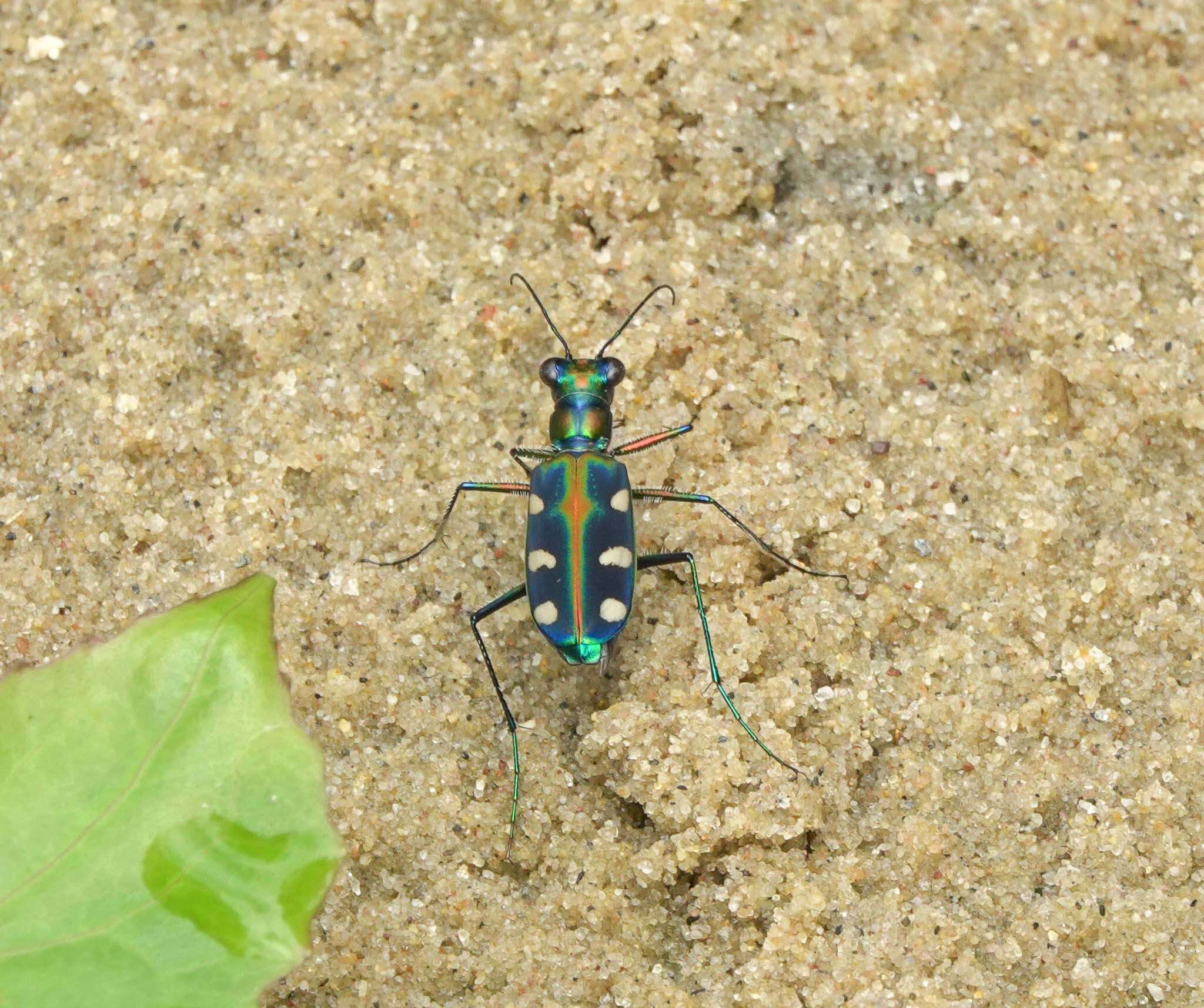 Image of Cicindela (Cosmodela) virgula Fleutiaux 1894