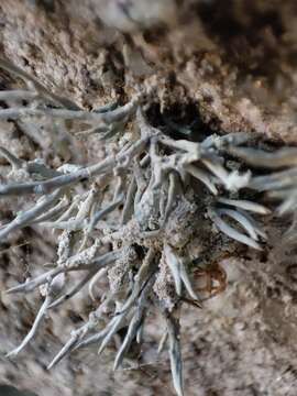 Image of roccella lichen