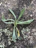 Image of rock draba