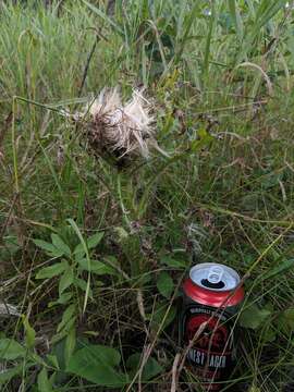 Plancia ëd Cirsium drummondii Torr. & A. Gray