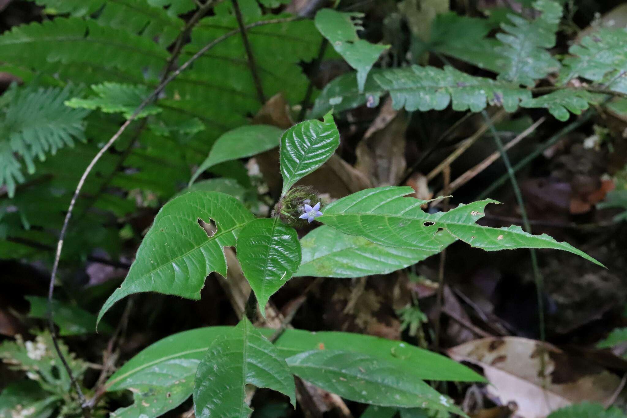 Image of Palicourea glabra