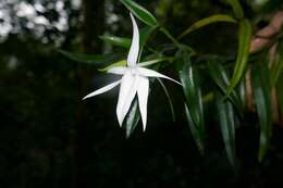 Image de Angraecum mauritianum (Poir.) Frapp.