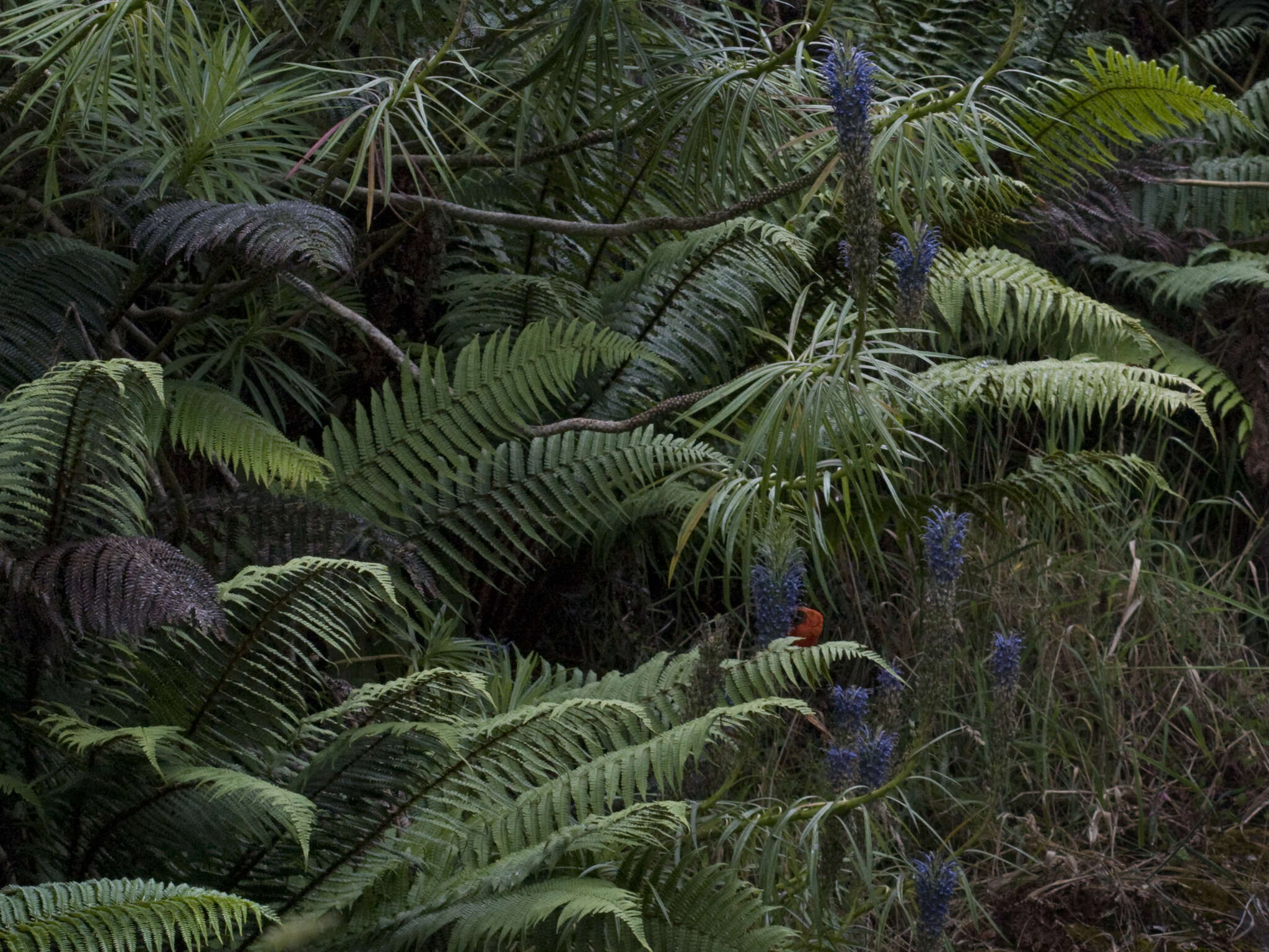 Plancia ëd Lobelia grayana E. Wimm.