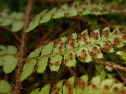 Sivun Polystichum piceopaleaceum Tag. kuva