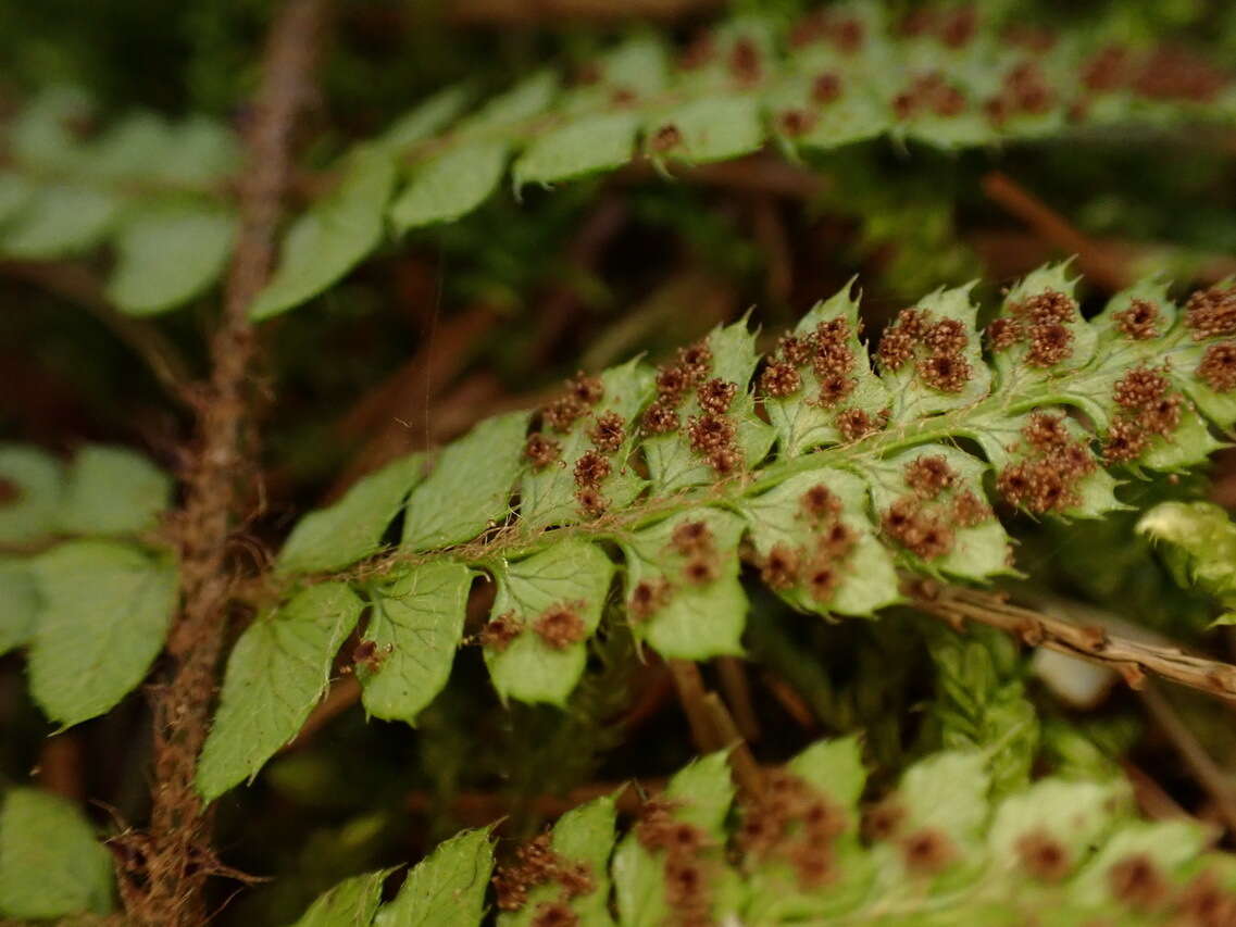 Image of Polystichum piceopaleaceum Tag.