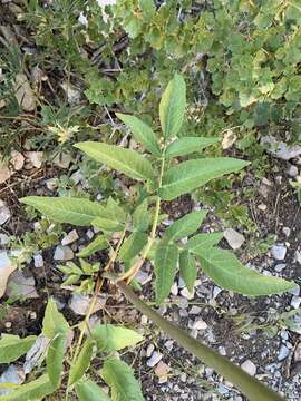 Image of Charleston Mountain angelica