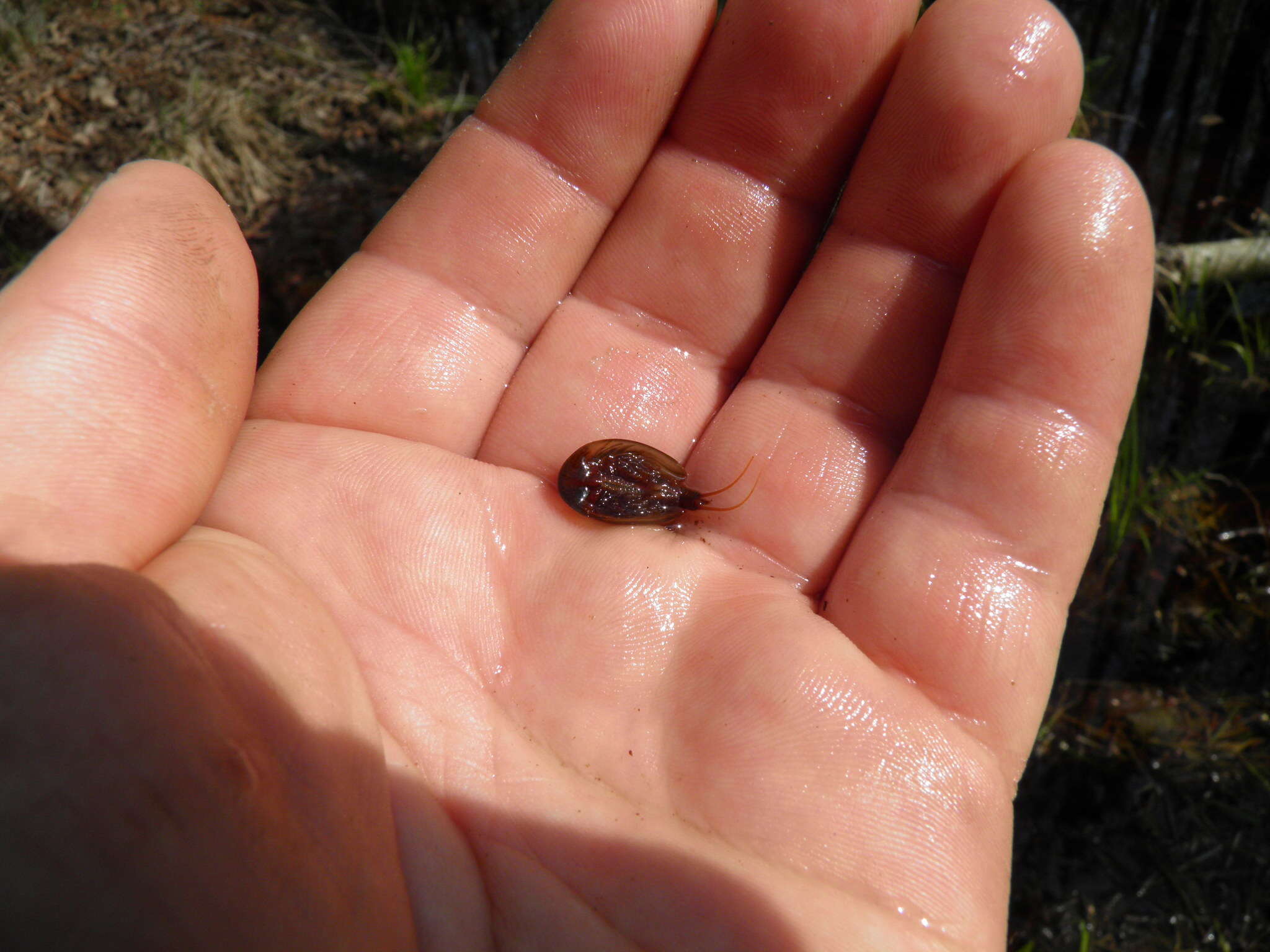 Sivun Lepidurus apus (Linnaeus 1758) kuva