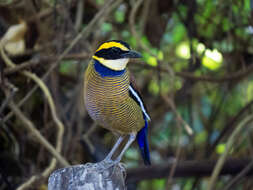 Image of Javan Banded Pitta