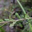 Image of Olearia asterotricha subsp. lobata Messina