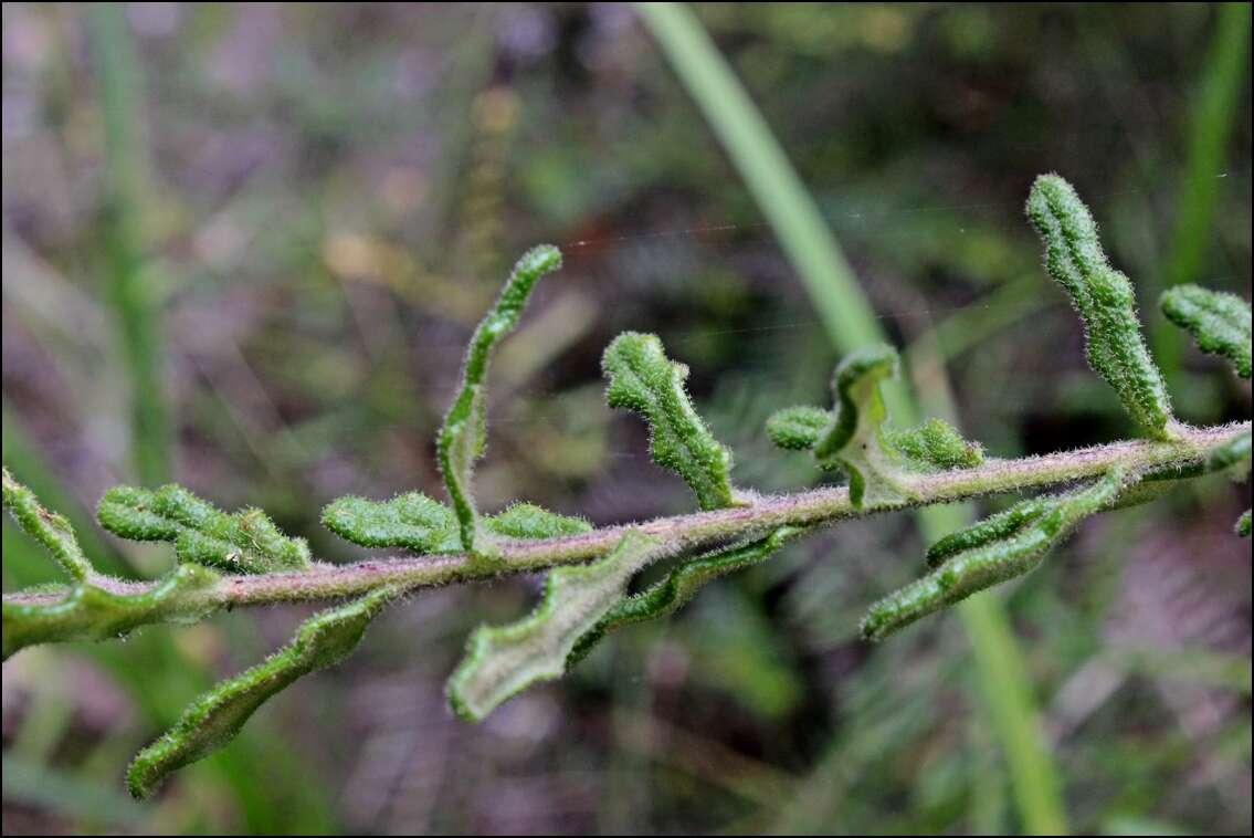 Olearia asterotricha subsp. lobata Messina resmi