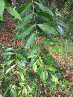 Image of Syzygium floribundum F. Müll.