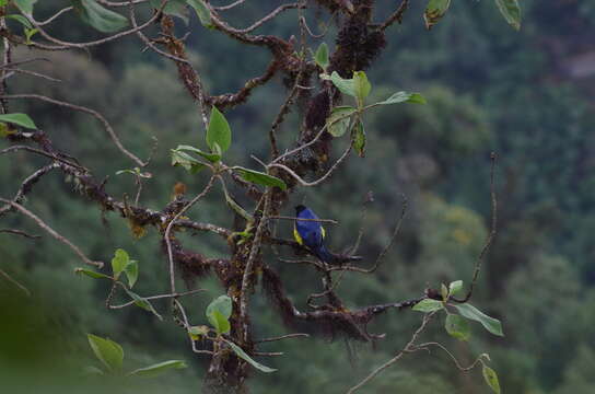 Image of Hooded Mountain Tanager