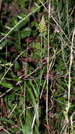 Image of Chapman's Fringed Orchid