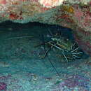 Image of blue crawfis