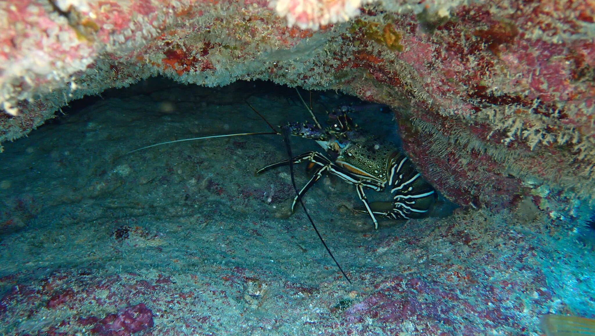 Image of blue crawfis