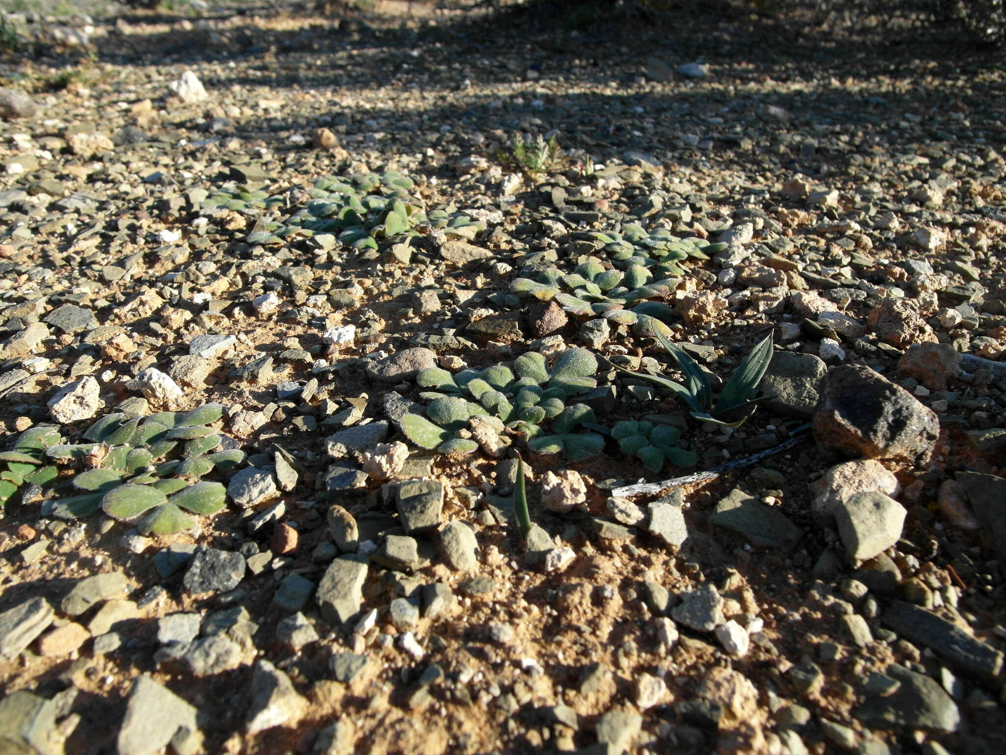 Image of Oxalis melanosticta Sond.