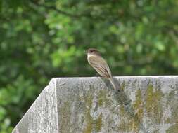 Image of Eastern Phoebe