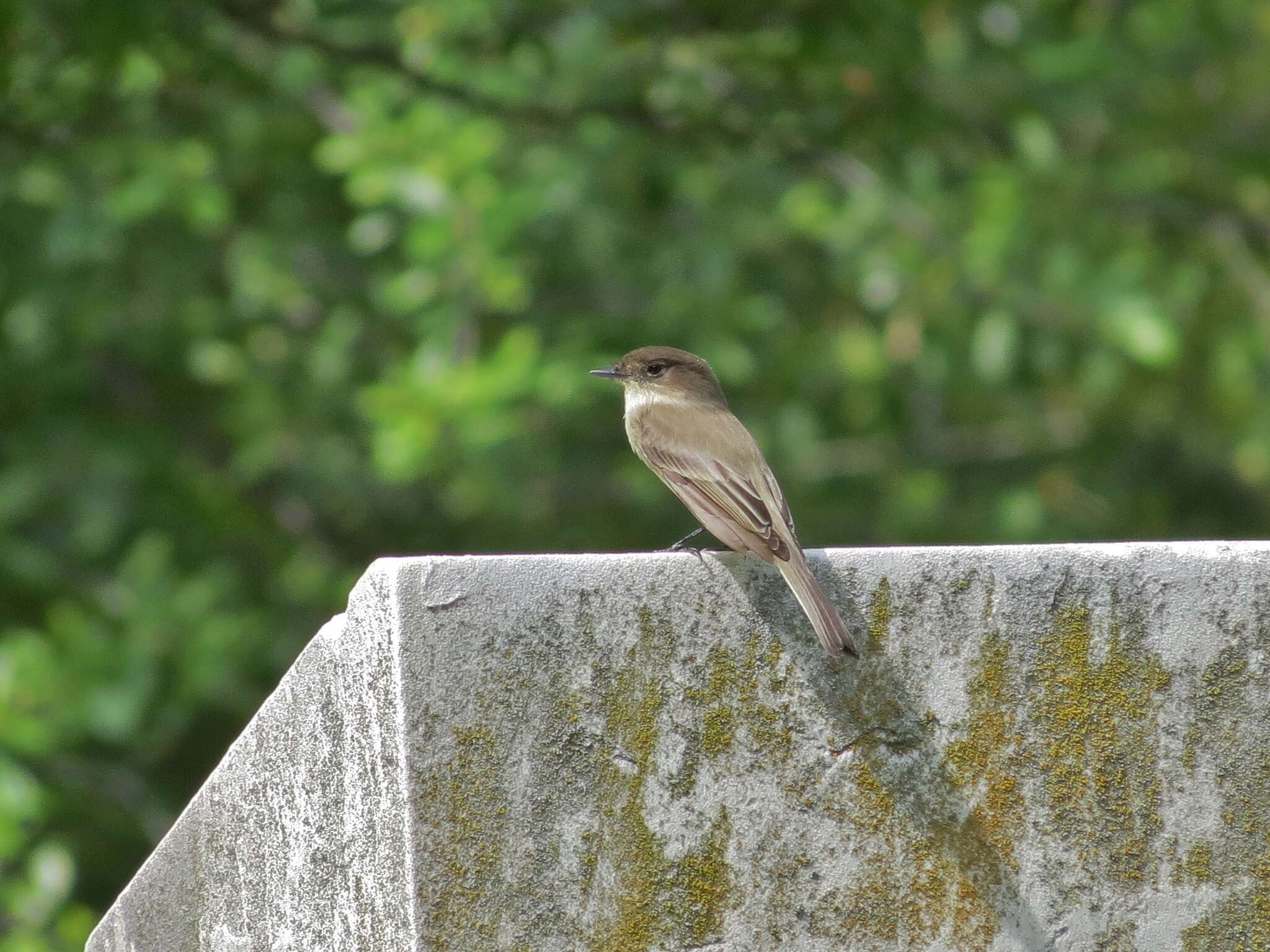 Image of Eastern Phoebe