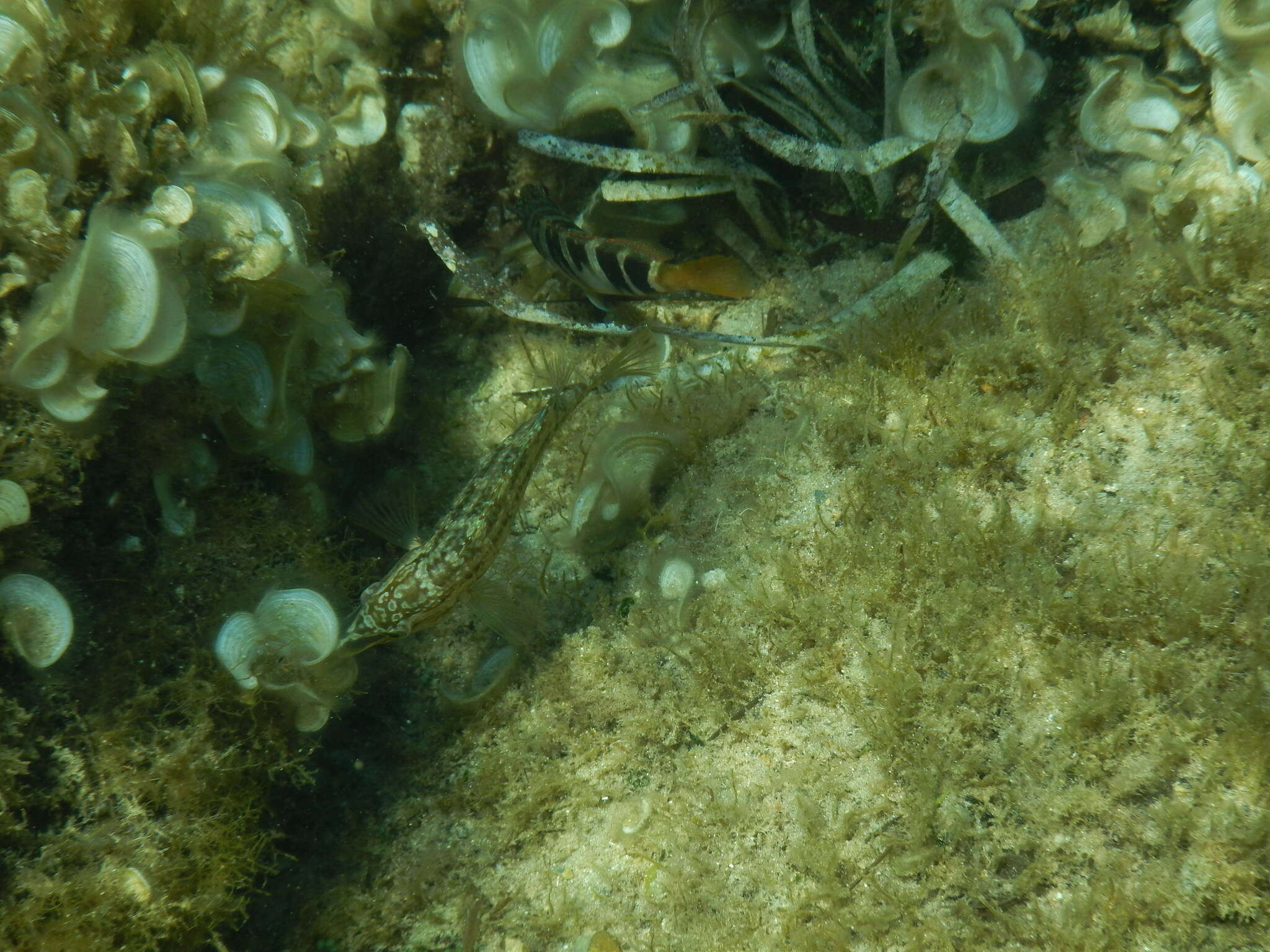 Image of Five-spotted Wrasse