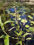 Image de Persicaria attenuata (R. Br.) Sojak