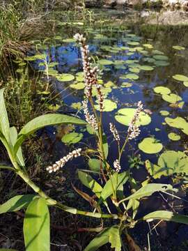 Imagem de Persicaria attenuata (R. Br.) Sojak