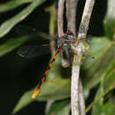 Image of Ochre-tipped Darner