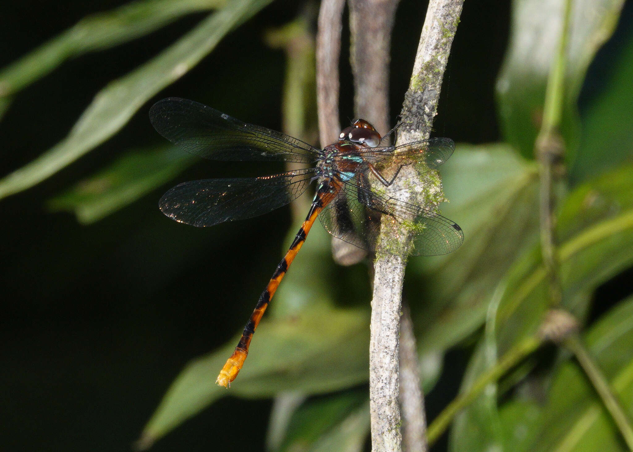 Image of Ochre-tipped Darner