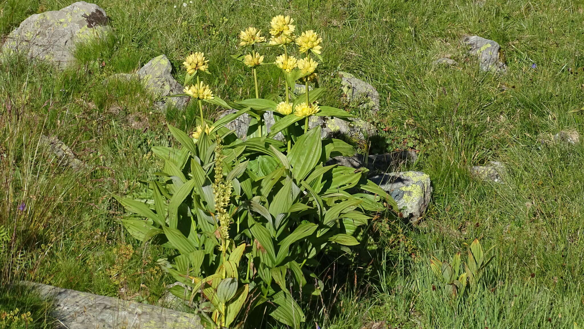 Imagem de Gentiana burseri subsp. villarsii (Griseb.) Rouy