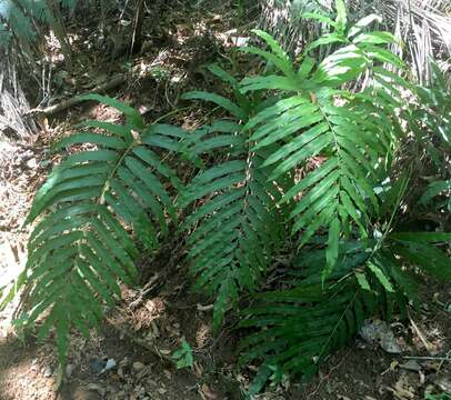 Imagem de Pteris grandifolia L.