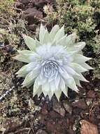 Image of Dudleya anthonyi Rose ex Britton & Rose