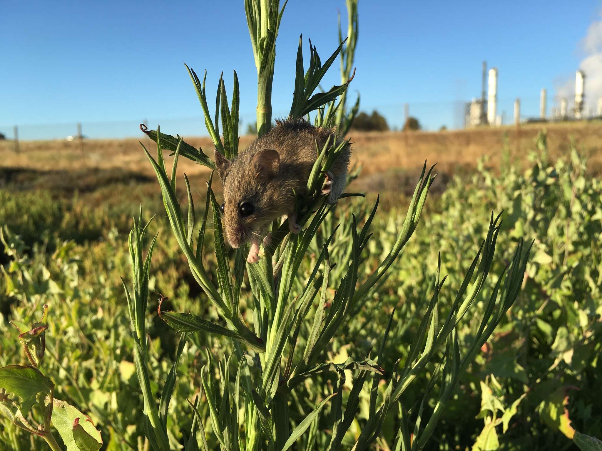 Image of Salt-marsh Harvest Mouse