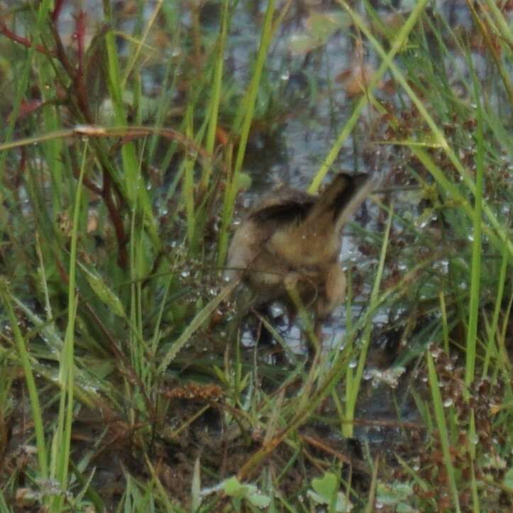 Image de Pipit de Godlewski