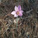 Image of Zephyranthes nelsonii Greenm.