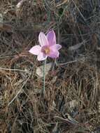 Imagem de Zephyranthes nelsonii Greenm.