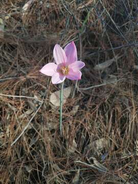 Image of Zephyranthes nelsonii Greenm.